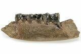 Fossil Woolly Rhino (Coelodonta) Mandible Section - Siberia #225186-1
